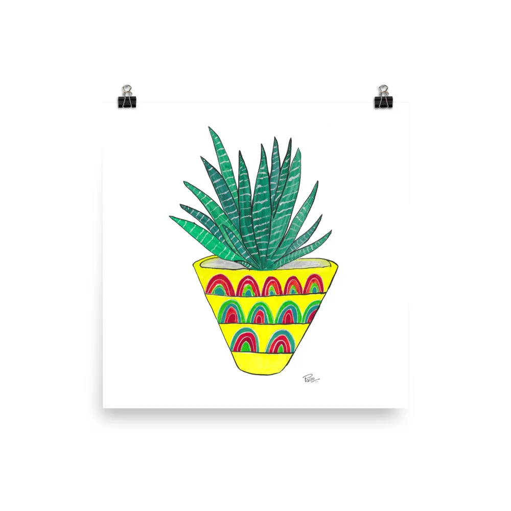 Zebra Plant - Art Print